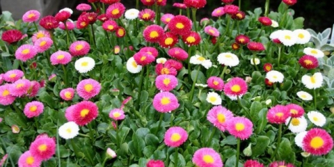 Kada u proljeće sijati tratinčice iz sjemena za sadnice: fotografije, datumi sjetve, sadnja cvijeća